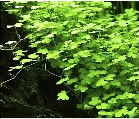 Ζωντανό Φυτό Ενυδρείου Misirlis Aquarium Hydrocotyle