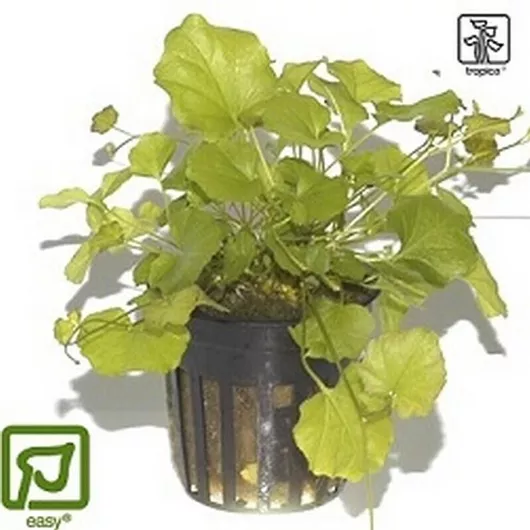 Ζωντανό Φυτό Ενυδρείου Tropica Cardamine lyrata