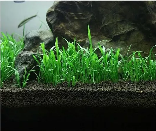 Ζωντανό Φυτό Ενυδρείου Misirlis Aquarium Lilaeopsis Brasiliensis (ΦΠ)