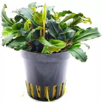 Ζωντανό Φυτό Ενυδρείου Aquaflora Bucephalandra Lamandau Mini Red Pot
