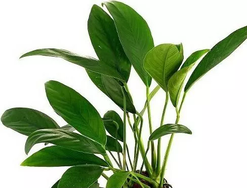 Ζωντανό Φυτό Ενυδρείου Anubias barteri var. angustifolia σε πέτρα λάβας(ΦΠ)