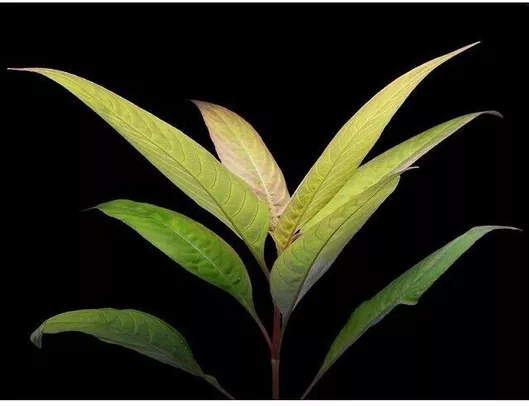 Ζωντανό Φυτό Ενυδρείου Hygrophila corymbosa siamensis(ΦΠ)