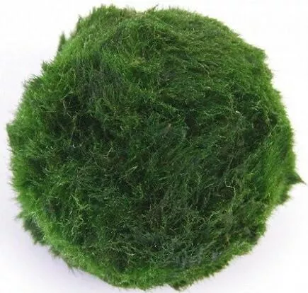 Ζωντανό Φυτό Ενυδρείου Dennerle Aegagropila Linnaei