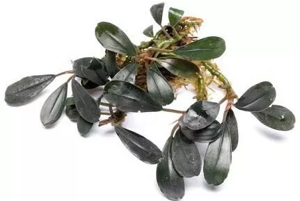 Ζωντανό Φυτό Ενυδρείου Deep Bucephalandra