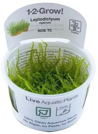 Ζωντανό Φυτό Ενυδρείου Tropica Leptodictyum Riparium 1-2-Grow