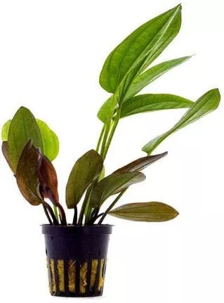 Ζωντανό Φυτό Ενυδρείου Tropica Echinodorus Βleheri σε Γλαστράκι