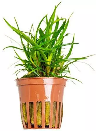 Tropica Ζωντανό Φυτό Ενυδρείου