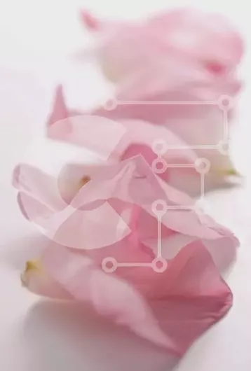 Intra Συλλεκτικό Ξύλινο Παζλ Plywood  4mm - Σειρά από ροζ πέταλα σε λευκή επιφάνεια Σε Ξύλινο Κουτί - Διαστάσεις: 10x10 cm – 25 κομμάτια