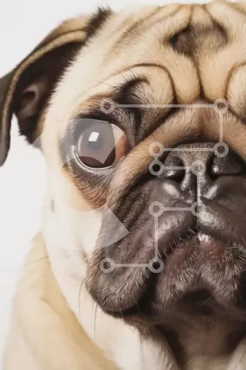 Intra Συλλεκτικό Ξύλινο Παζλ Plywood  4mm - Κοντινό πλάνο ενός σκύλου πατημασιά Σε Ξύλινο Κουτί - Διαστάσεις: 10x10 cm – 25 κομμάτια