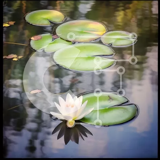 Intra Συλλεκτικό Ξύλινο Παζλ Plywood  4mm - Όμορφη εικόνα του λουλουδιού λευκού νούφαρου στη λίμνη με τα μαξιλαράκια κρίνων Σε Ξύλινο Κουτί - Διαστάσεις: 10x10 cm – 25 κομμάτια