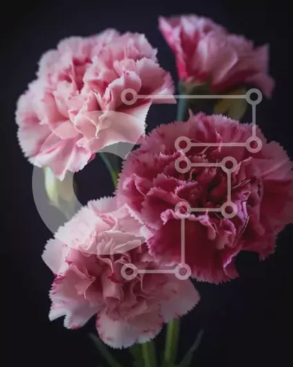 Intra Συλλεκτικό Ξύλινο Παζλ Plywood  4mm - Τρία ροζ γαρίφαλα σε γυάλινο βάζο Σε Ξύλινο Κουτί - Διαστάσεις: 10x10 cm – 25 κομμάτια