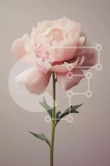 Intra Συλλεκτικό Ξύλινο Παζλ Plywood  4mm - Όμορφο ροζ λουλούδι παιώνιας Σε Ξύλινο Κουτί - Διαστάσεις Puzzle: 10x10 cm – 25 κομμάτια