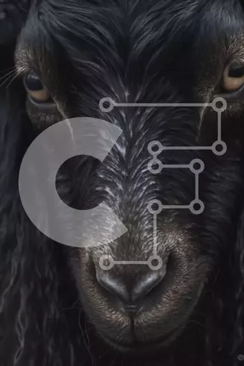 Intra Συλλεκτικό Ξύλινο Παζλ Plywood  4mm - Μαύρο πρόβατο με μακριά σγουρά μαλλιά κοιτάζοντας την κάμερα Σε Ξύλινο Κουτί - Διαστάσεις: 10x10 cm – 25 κομμάτια