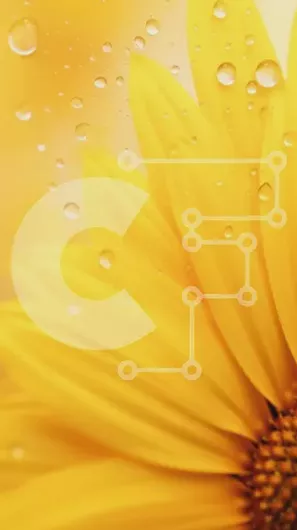 Intra Συλλεκτικό Ξύλινο Παζλ Plywood  4mm - Κοντινό πλάνο κίτρινων πετάλων λουλουδιών με σταγονίδια νερού Σε Ξύλινο Κουτί - Διαστάσεις Puzzle: 10x10 cm – 25 κομμάτια