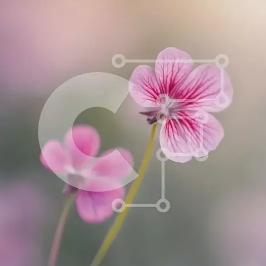 Intra Συλλεκτικό Ξύλινο Παζλ Plywood  4mm - Όμορφα ροζ λουλούδια με μακριά στελέχη Σε Ξύλινο Κουτί - Διαστάσεις: 10x10 cm – 25 κομμάτια