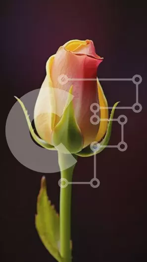 Intra Συλλεκτικό Ξύλινο Παζλ Plywood  4mm - Κοντινό πλάνο ενός όμορφου μπουμπουκιού τριαντάφυλλου Σε Ξύλινο Κουτί - Διαστάσεις: 10x10 cm – 25 κομμάτια