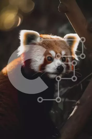 Intra Συλλεκτικό Ξύλινο Παζλ Plywood  4mm - Αξιολάτρευτη εικόνα ενός κόκκινου Panda που κάθεται σε ένα κλαδί δέντρου Σε Ξύλινο Κουτί - Διαστάσεις: 10x10 cm – 25 κομμάτια