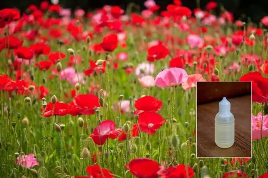 Άρωμα Papavera Flower 50ml
