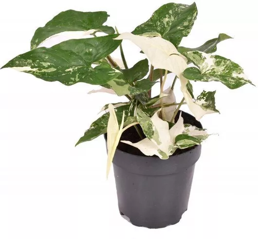 Syngonium Podophyllum Albo Variegata