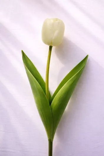 Τουλιπα Λευκη 54cm 0x0x54cm Μονόχρωμο Evergreens